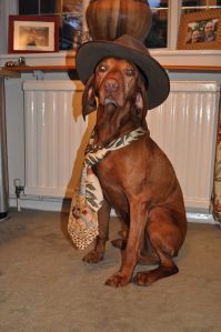 Hank Vizsla im Vintage Look.