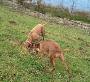 Annie und Loena suchen noch die Geschenke.