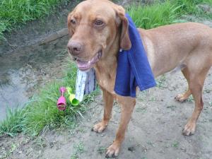 Geschirrspüler ist ausgefallen. Muss am nahen Fluss die Gläser spülen.