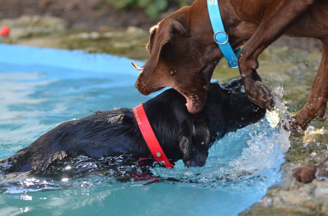 Hör auf damit! Muss ich dir das schon wieder ins Ohr bellen!