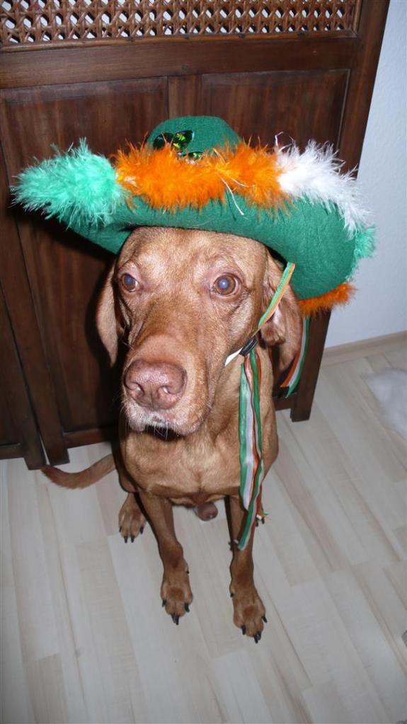 And finally the biggest surprise: A St. Patrick´s Day Hat - Woooof! Love it! And it fits me so well!
