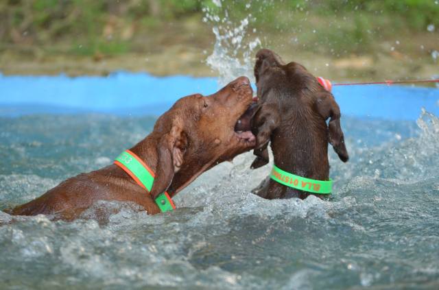 Liebesgeflüster im Pool!