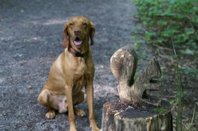 Mein Freund, das Eichhörnchen. Wenn auch nur geschnitzt!