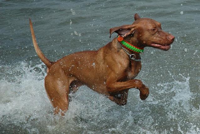 Raiko, der elegante Wassertänzer!