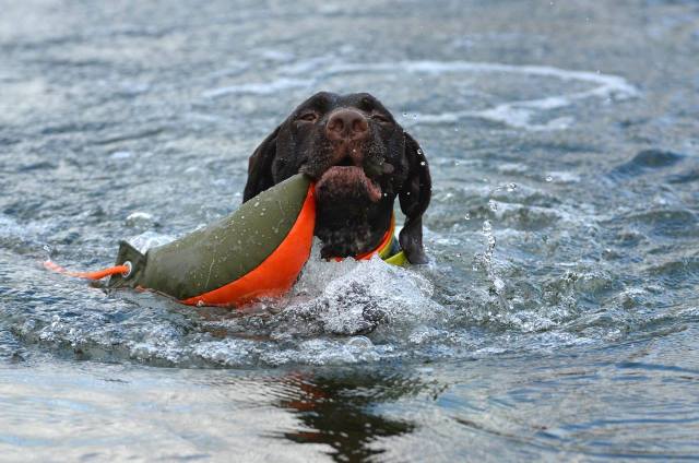 Rufus, mein alter Rivale!