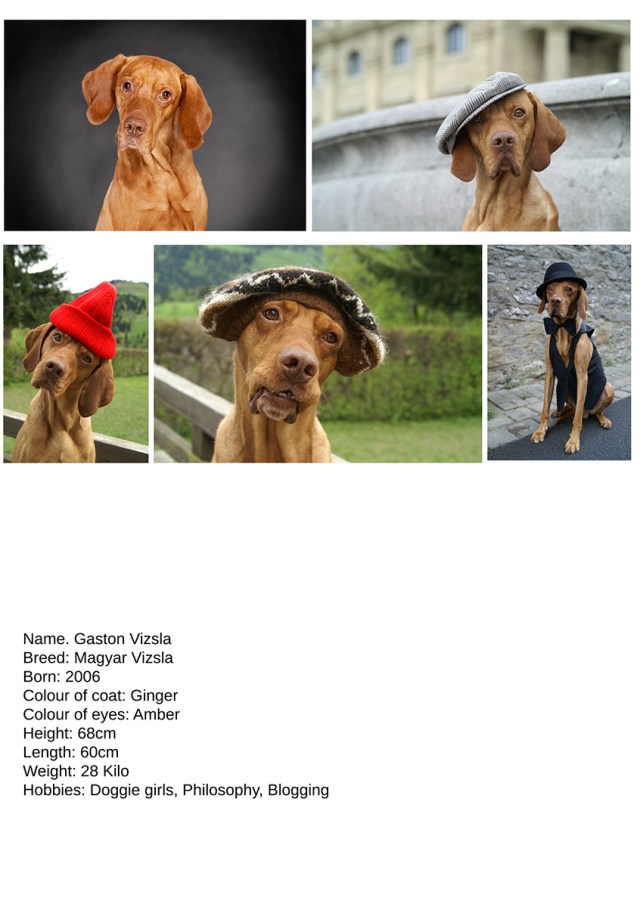 SedcardGaston VizslaR++ckseiteWEB