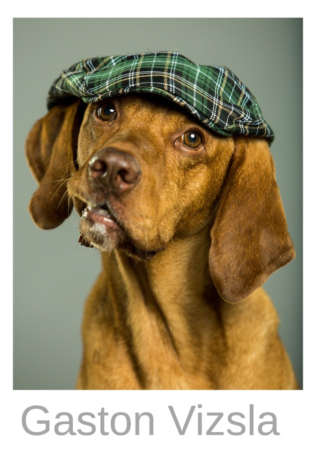 SedcardGaston VizslaVorderseiteWEB