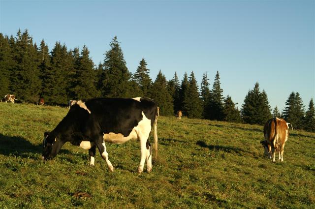 KONICA MINOLTA DIGITAL CAMERA