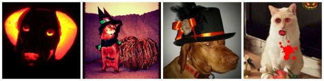 Tanglefoot, Cassia, Ozkar, Pepe (von links nach rechts).