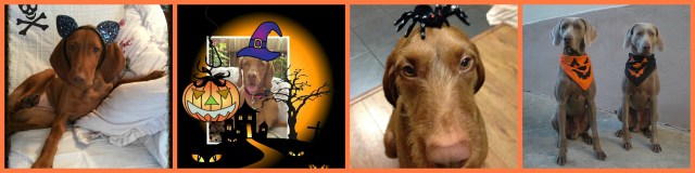 Ginger, Lexi, Gus, Lillebror & Karlson (von links nach rechts).