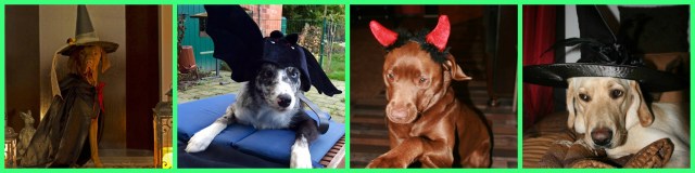 Mina, Patch, Kayla, Hazel (von links nach rechts).