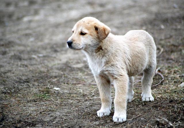 Foto: Mihai Vasile/Vier Pfoten