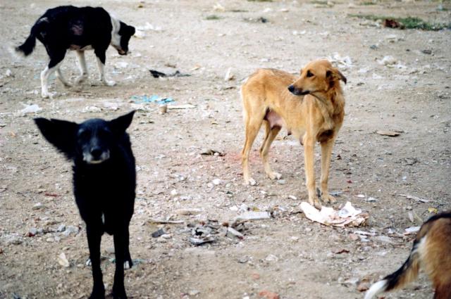 Foto: Vier Pfoten International