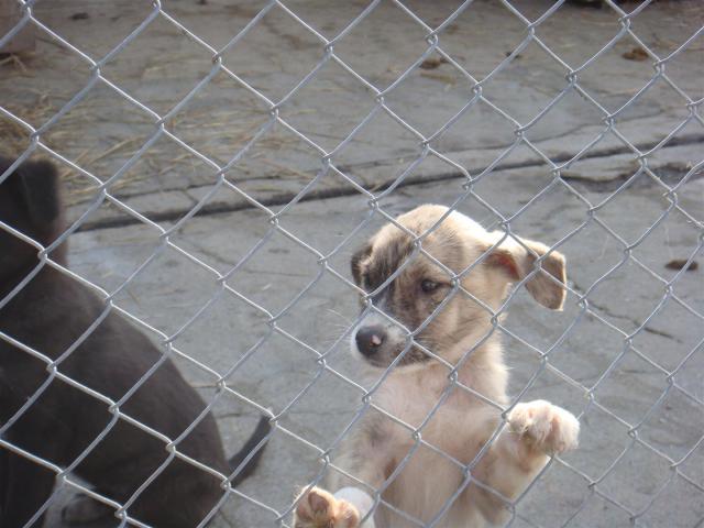 Foto: Gabriel Ignat/Vier Pfoten
