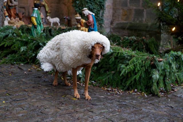 Meine Rolle im Krippenspiel. Foto: Enric Boixadós