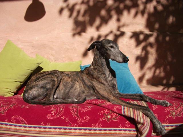 Eine Stimme für Galgos!