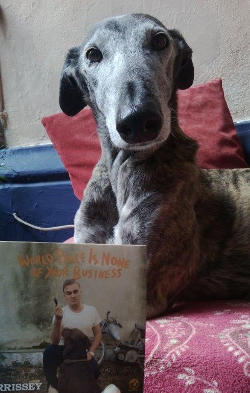 Mein Freund Fausto ist ein Galgo.