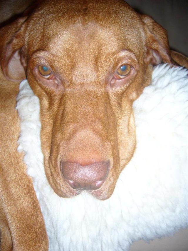 03 Fell-Gaston 0810 (Large)