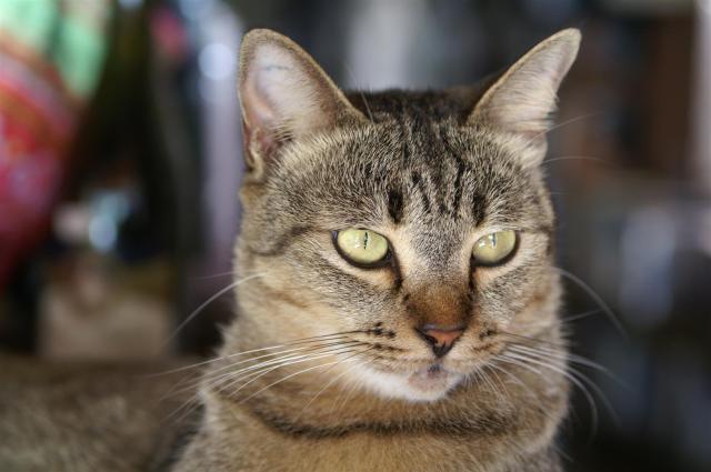 KONICA MINOLTA DIGITAL CAMERA