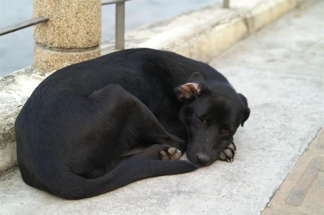 KONICA MINOLTA DIGITAL CAMERA