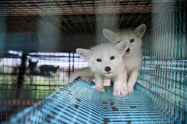 Kimi, ein finnischer Polarfuchs-Welpe, ist das Gesicht der Anti-Pelz-Kampagne von VIER PFOTEN. 