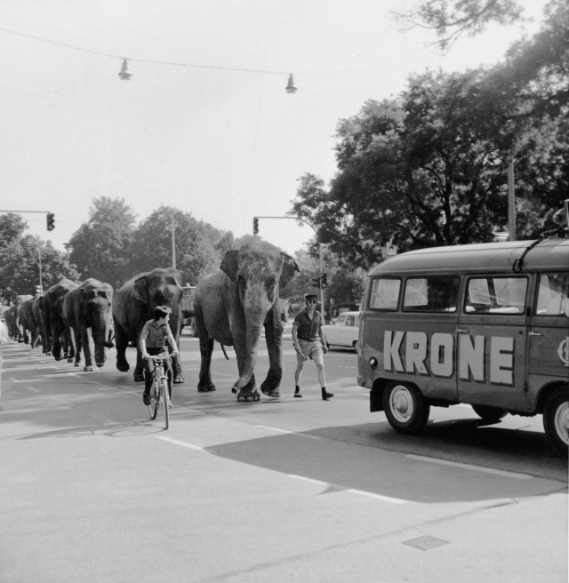 Der Zirkus kommt in die Stadt.
