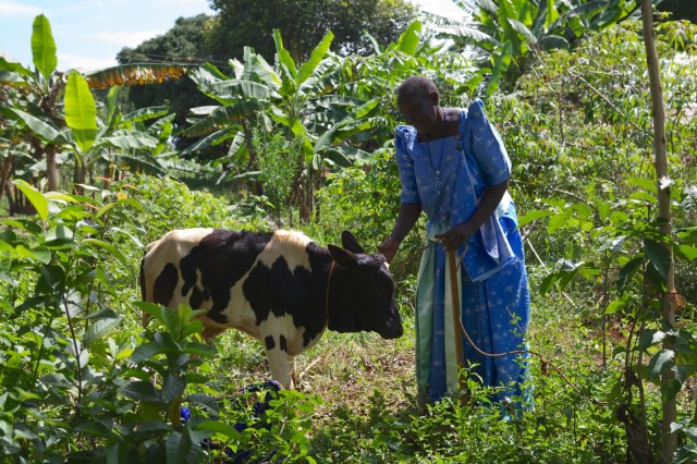 Eine Bäuerin mit einem Kalb, das noch in unmittelbarer Nähe zur Mutterkuh lebt.