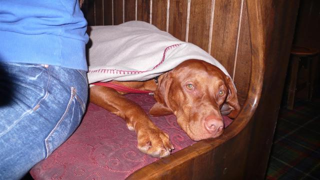 Müde im Pub. Tired at the Pub.