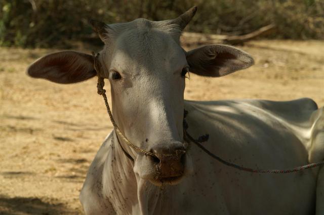 KONICA MINOLTA DIGITAL CAMERA