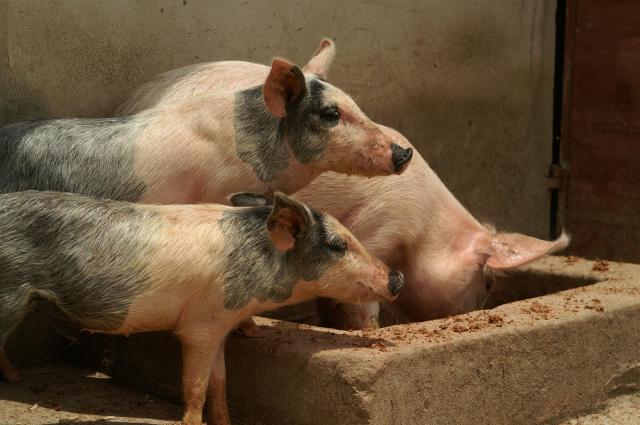 KONICA MINOLTA DIGITAL CAMERA