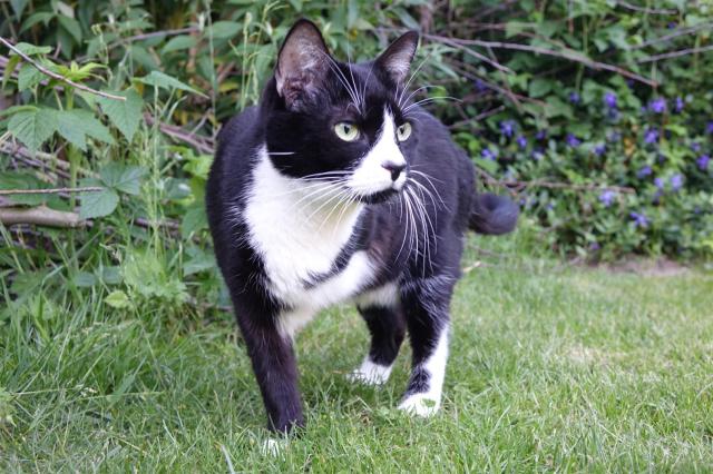 dreibeinige Katze (c) VIER PFOTEN, Magdalena Scherk-Trettin (Large)