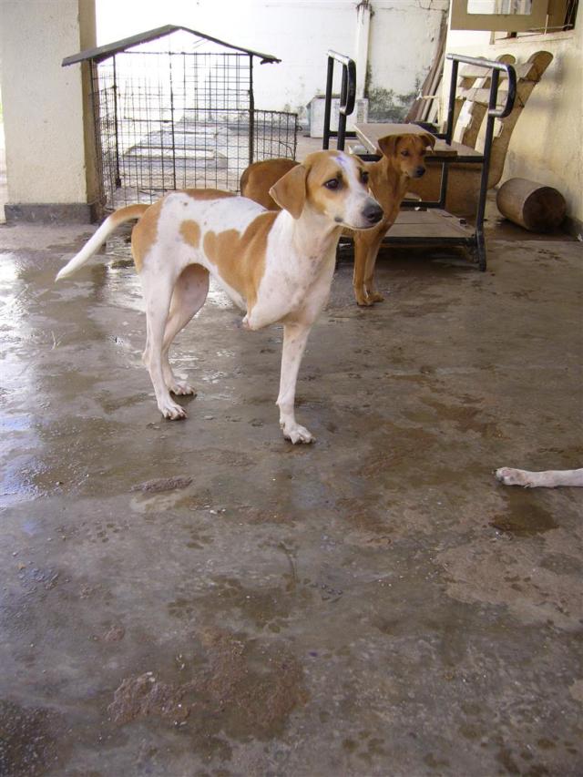 004 Shelter 1 (Large)