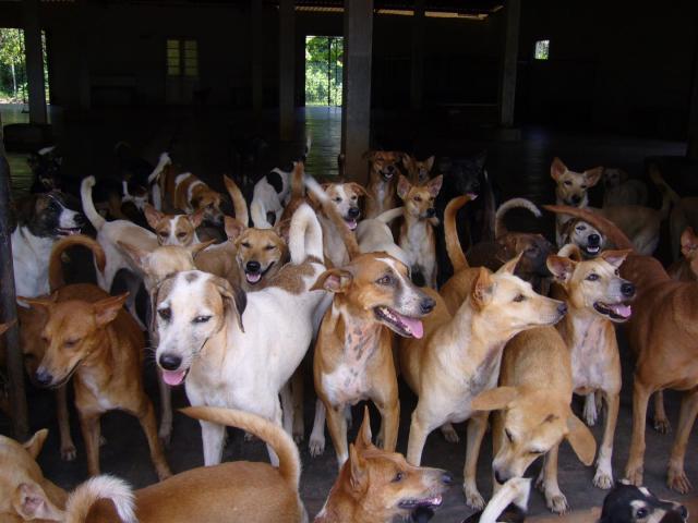 075 Shelter 2 (Large)