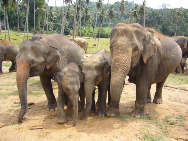 141 Pinnewala Elephant-Waisenhaus (Large)