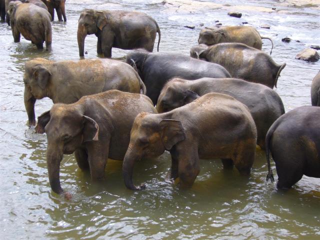 168 Pinnewala Elephant-Waisenhaus Baden im Fluss (Large)