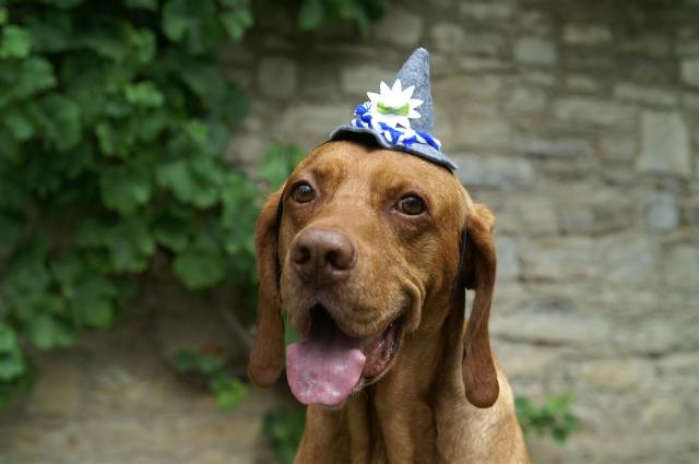 KONICA MINOLTA DIGITAL CAMERA