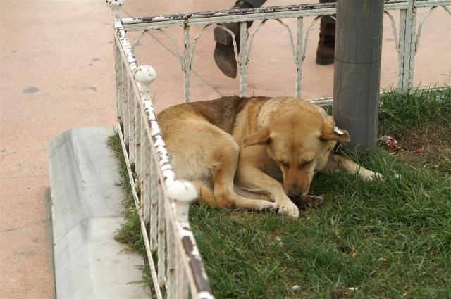 KONICA MINOLTA DIGITAL CAMERA