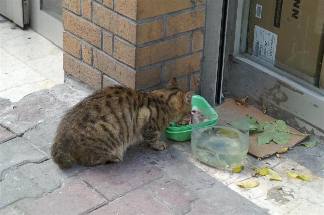 KONICA MINOLTA DIGITAL CAMERA