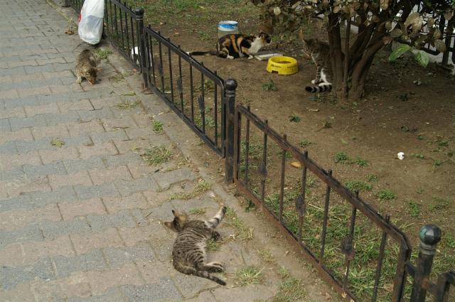 KONICA MINOLTA DIGITAL CAMERA