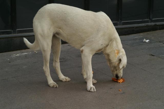 KONICA MINOLTA DIGITAL CAMERA