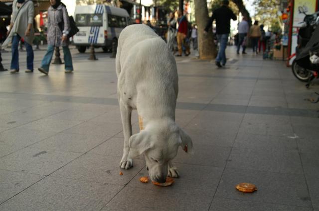 KONICA MINOLTA DIGITAL CAMERA