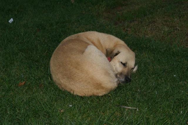 KONICA MINOLTA DIGITAL CAMERA