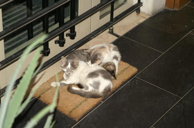 KONICA MINOLTA DIGITAL CAMERA