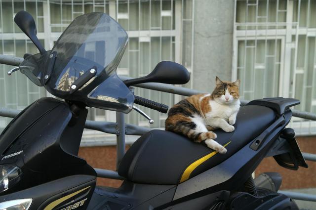 KONICA MINOLTA DIGITAL CAMERA