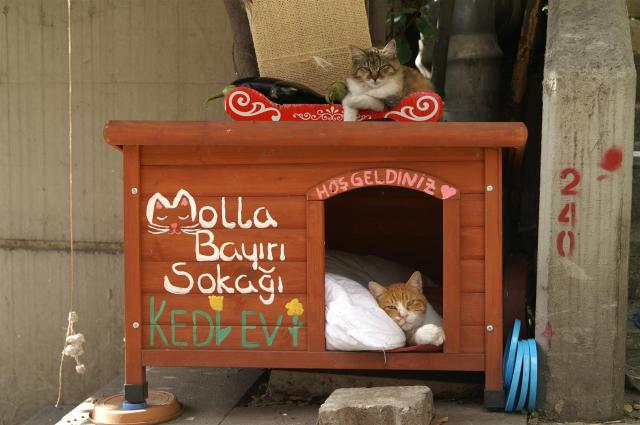 KONICA MINOLTA DIGITAL CAMERA