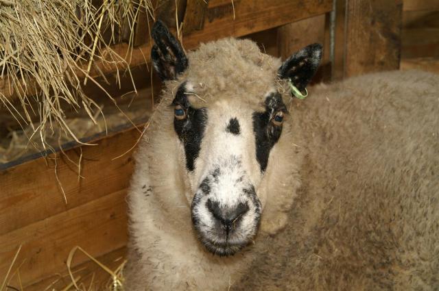 KONICA MINOLTA DIGITAL CAMERA