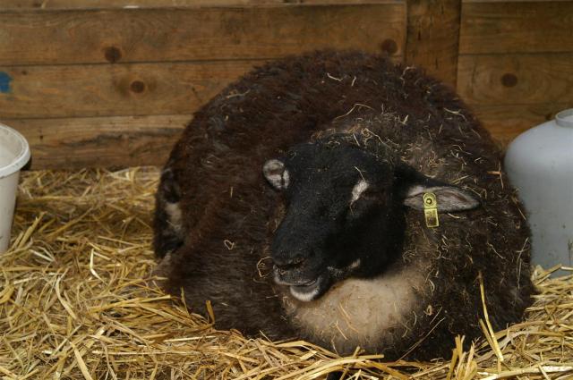 KONICA MINOLTA DIGITAL CAMERA