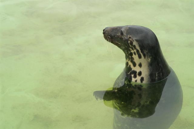 KONICA MINOLTA DIGITAL CAMERA