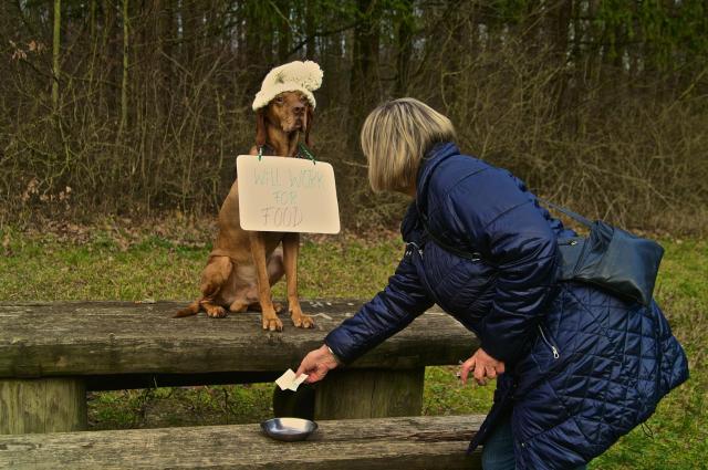 KONICA MINOLTA DIGITAL CAMERA