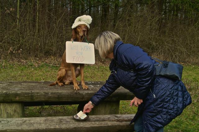 KONICA MINOLTA DIGITAL CAMERA